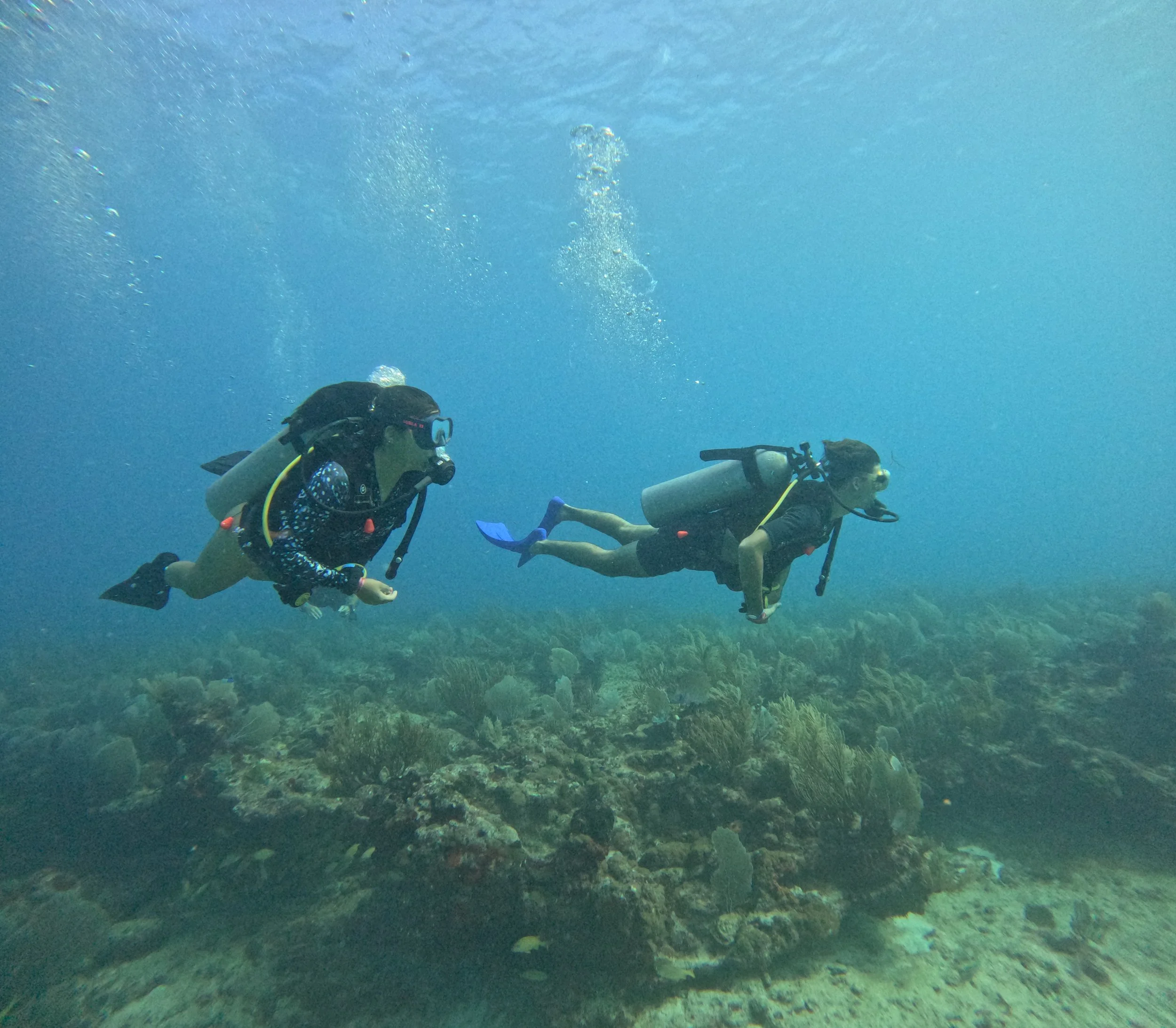 Two divers enjoying a reef.