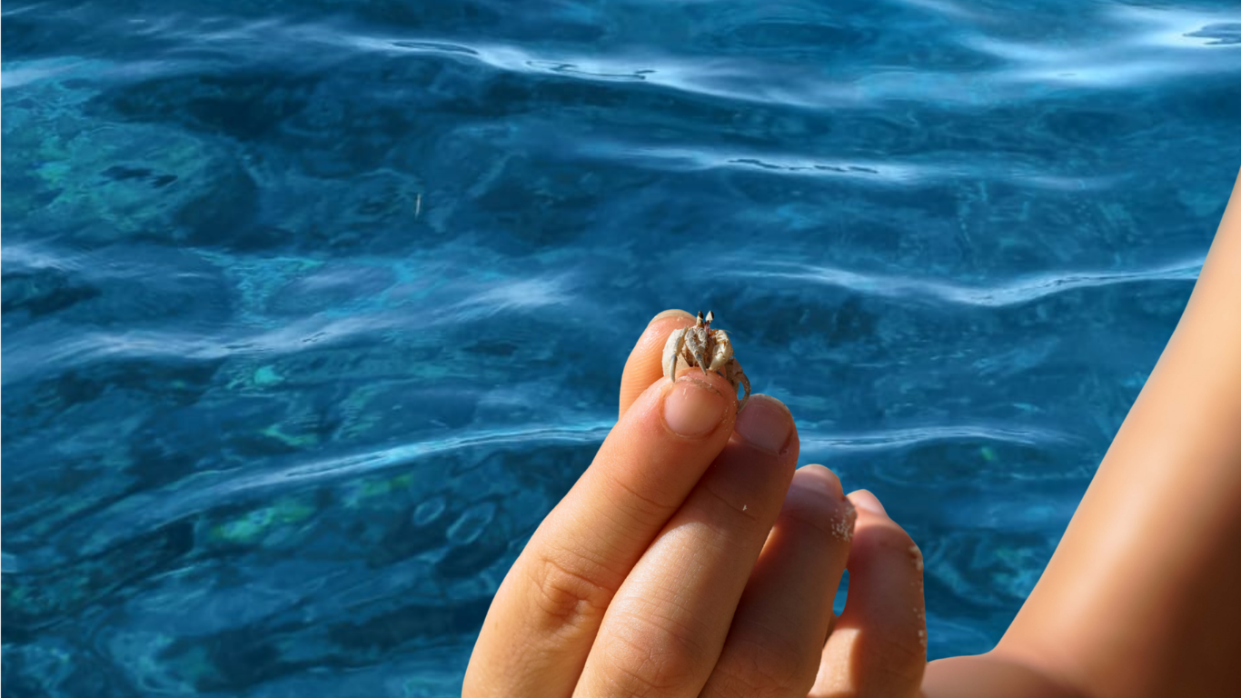 tiny ocean stories (1).png
