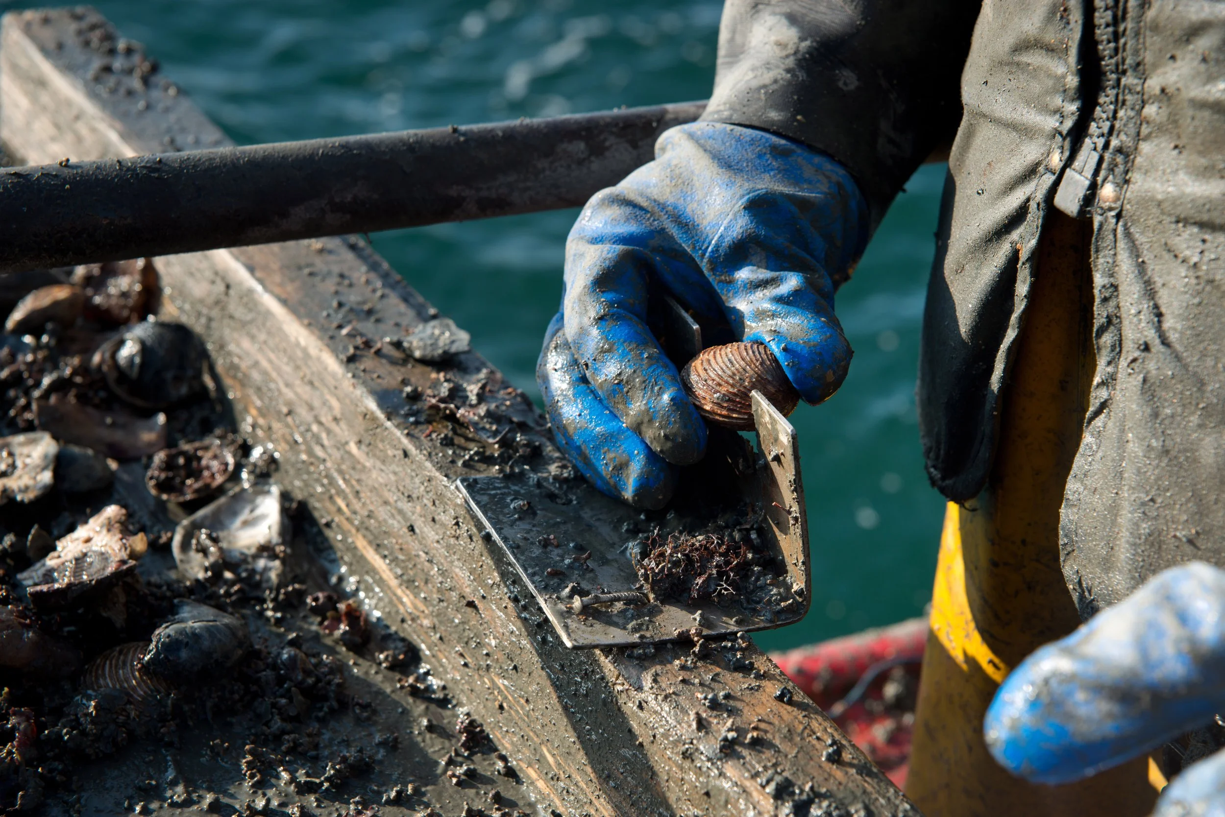 Rethinking Seafood: Better Choices for a Healthier Ocean