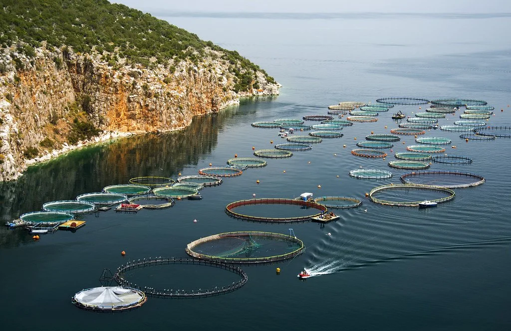 Aquaculture: A Valuable Tool for Marine Conservation?