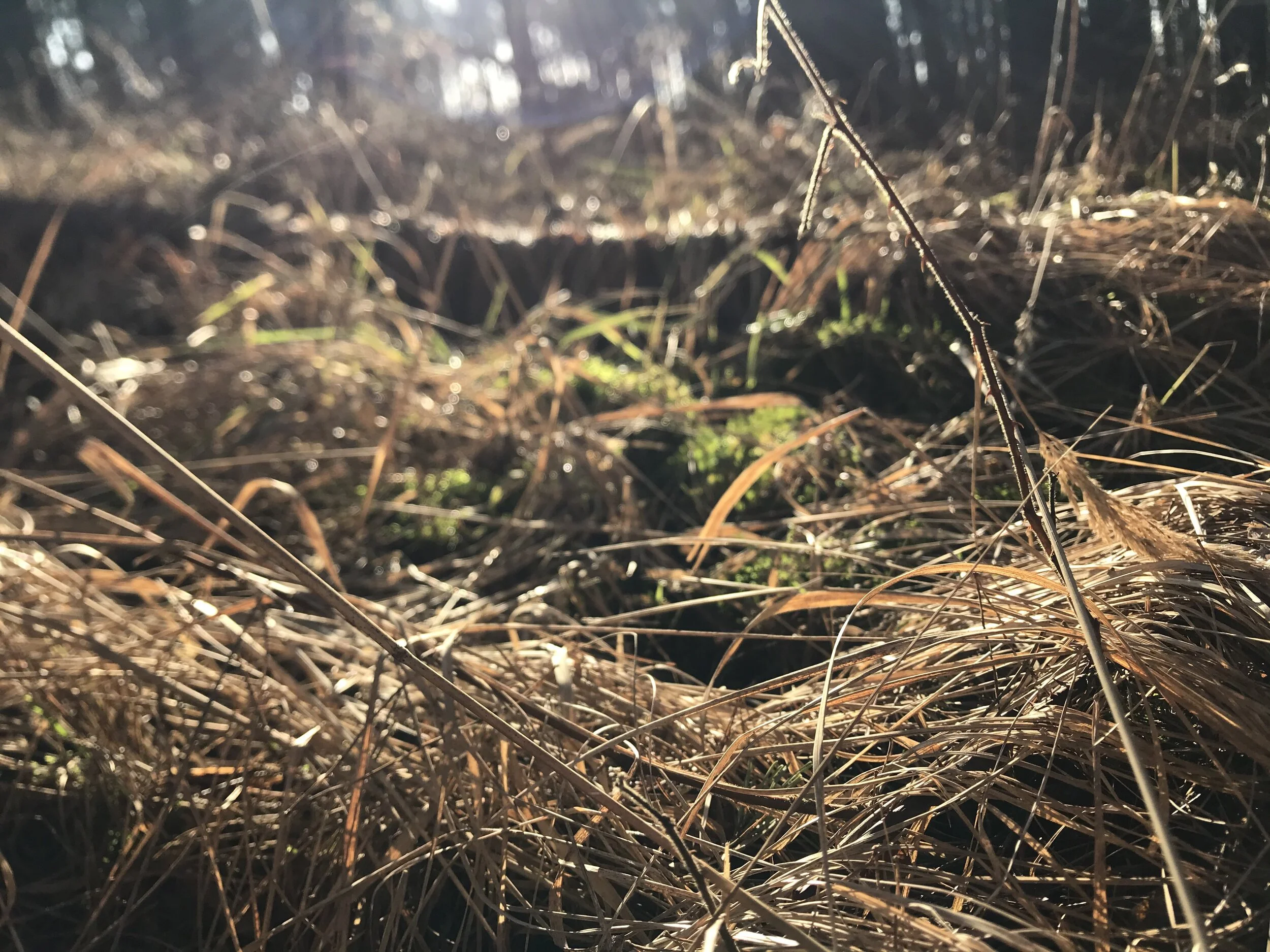 Am I more interested in my phone ... than in my sense of self? Part 2