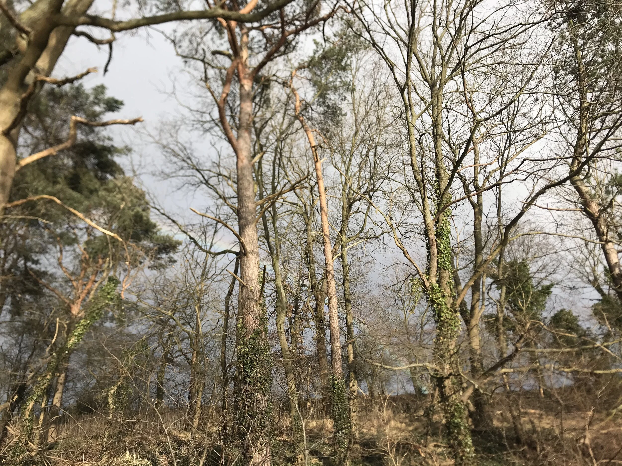 I’m looking at the birch tree ... pondering about the web of life ...