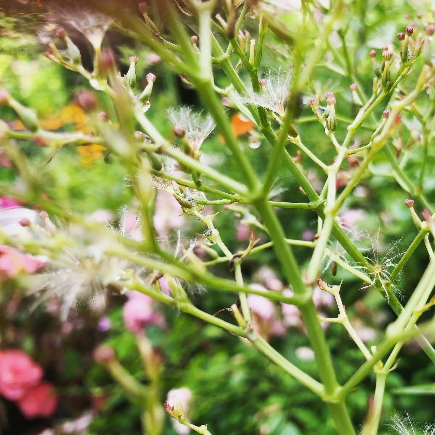 ~
~
~
~
such beauty after a rainy day. these worlds within the worlds. a drop of rain ... enough water for a whole day for some flying or crawling ones ... while in other places there’s floods and in other places there’s too little water