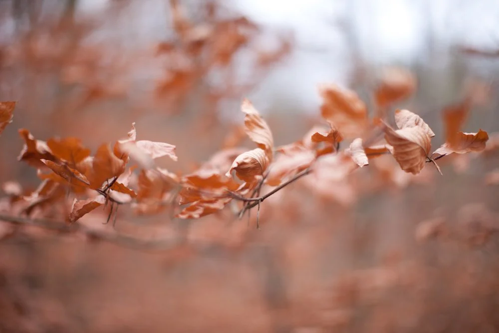 Winter-Blätter (1 von 1).jpg