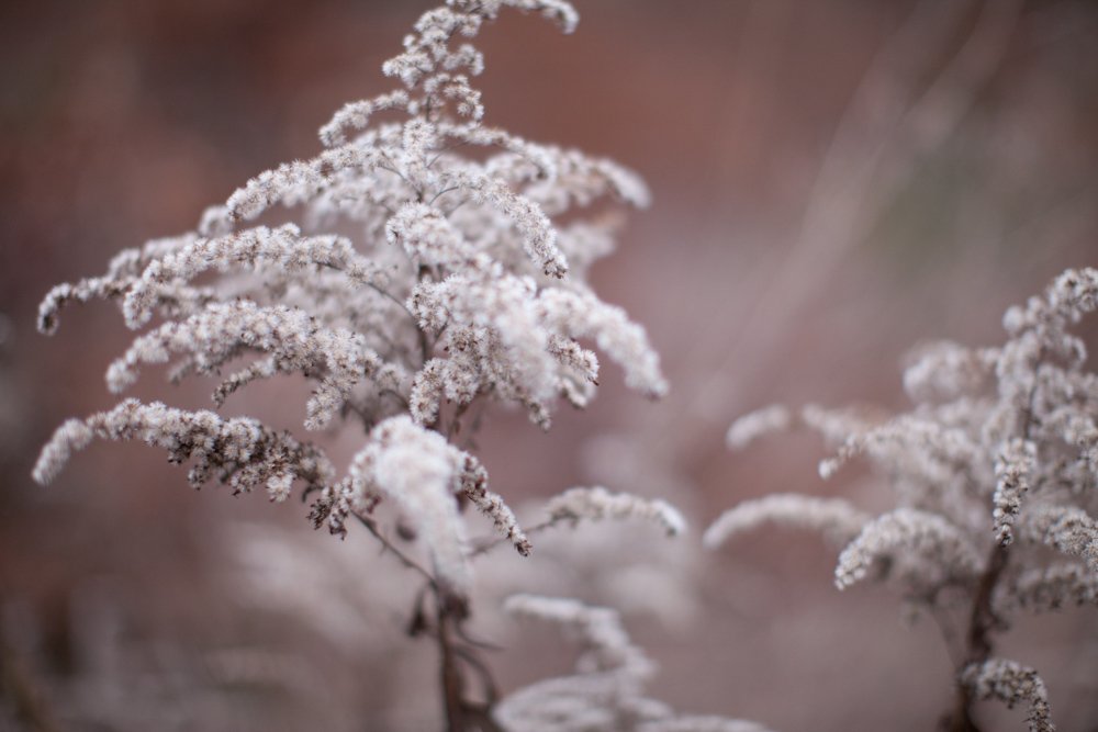 Winter-Blumen3 (1 von 1).jpg