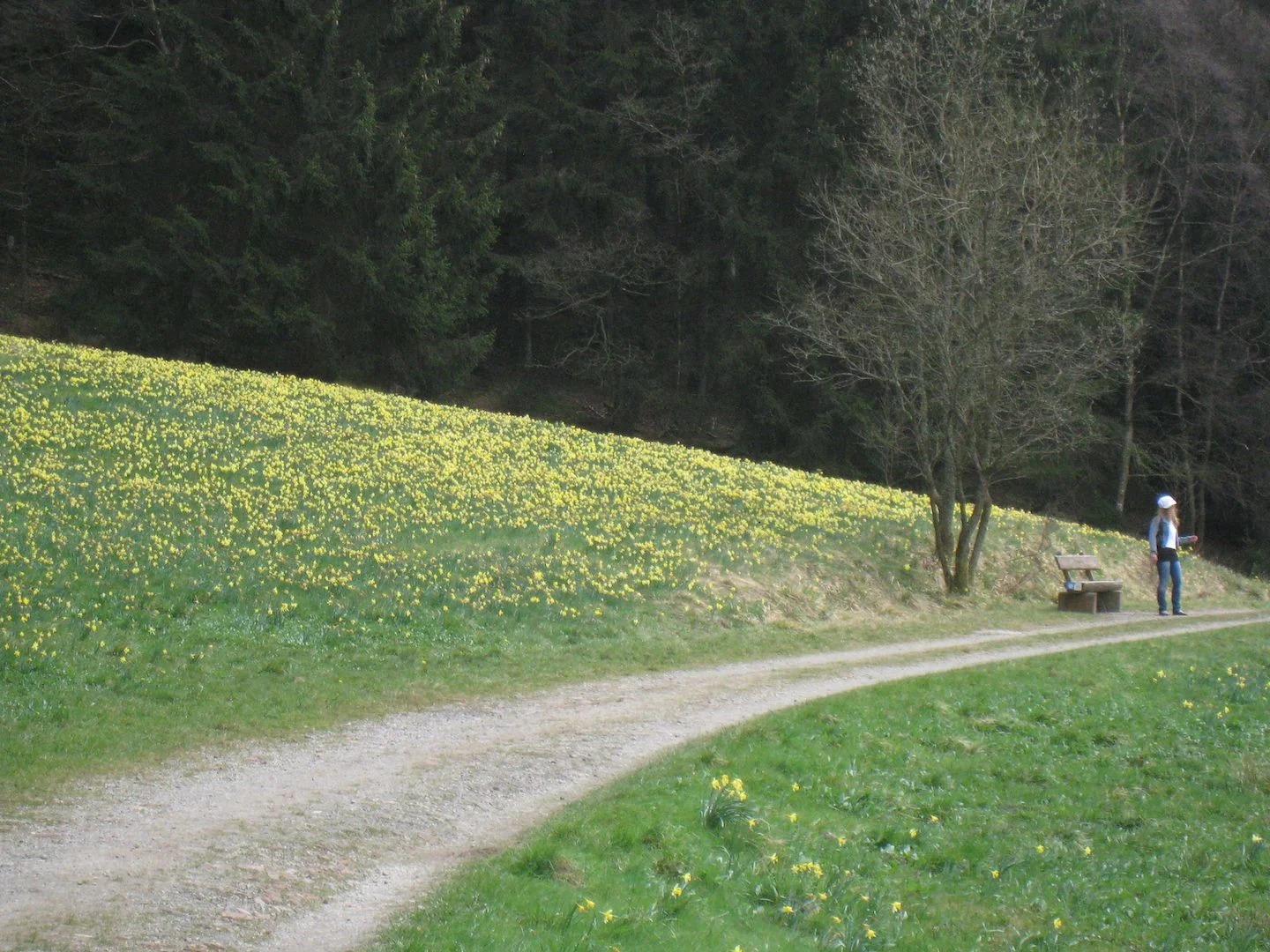 narcisses05.jpg