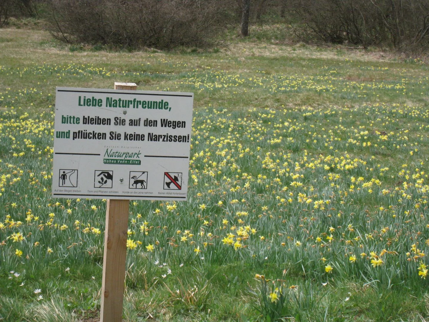narcisses07.jpg