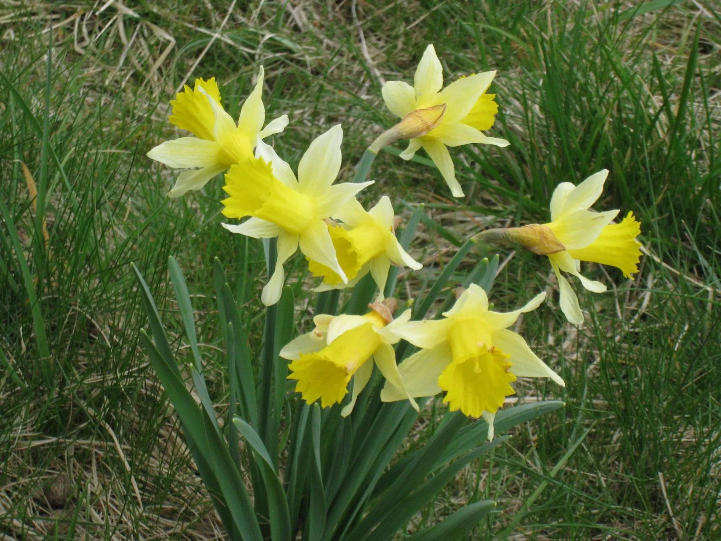 narcisses08.jpg