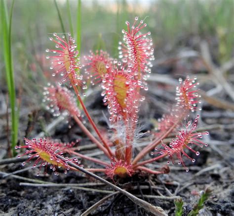 drosera.jpg