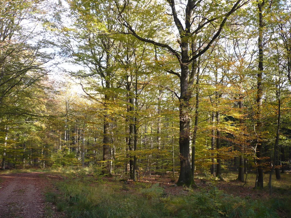Allée en sous-bois.JPG
