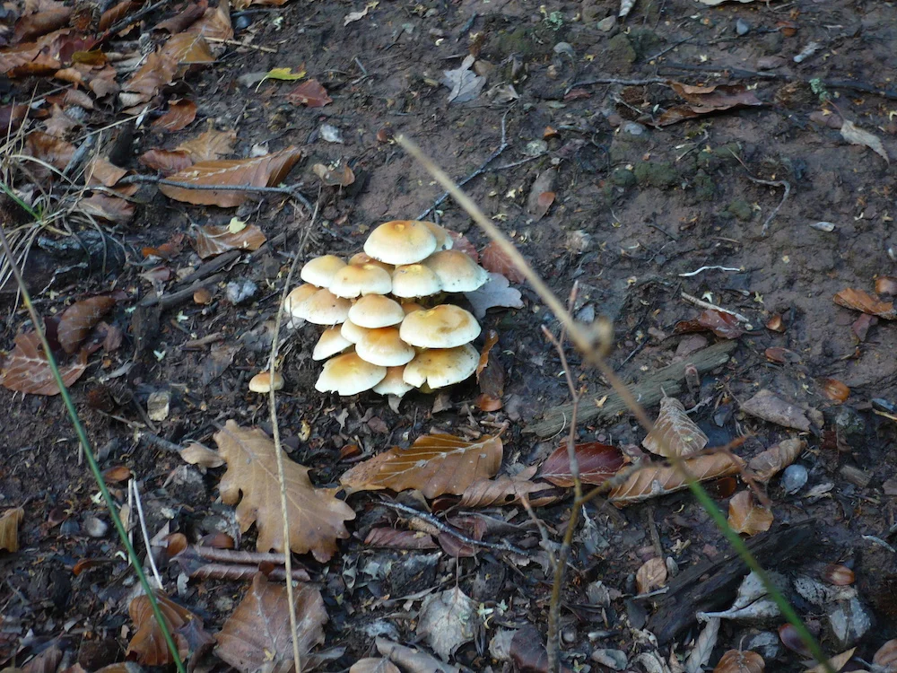 Champignons sur souche.JPG