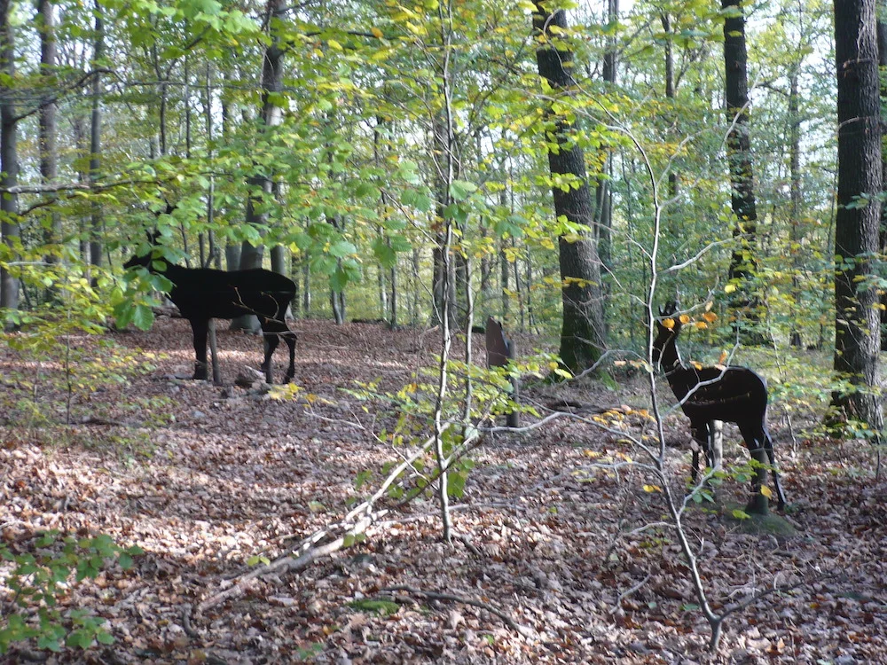 Dans le sous-bois, des animaux.JPG