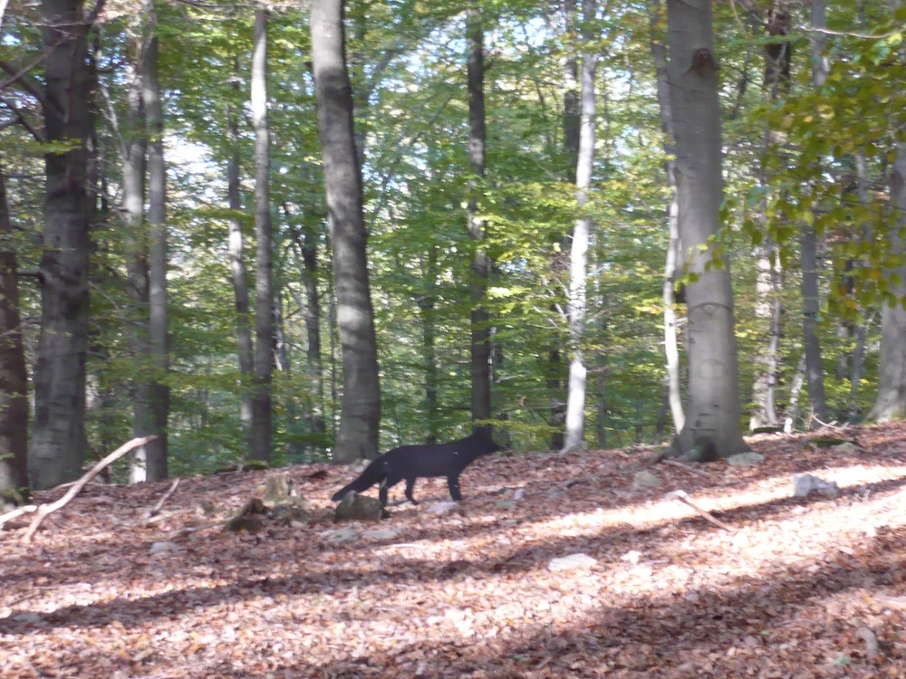 Un renard se profile.JPG