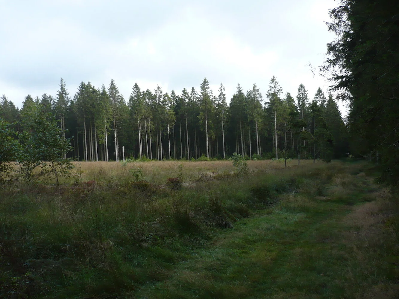 Fagne du neûr Lowé.JPG