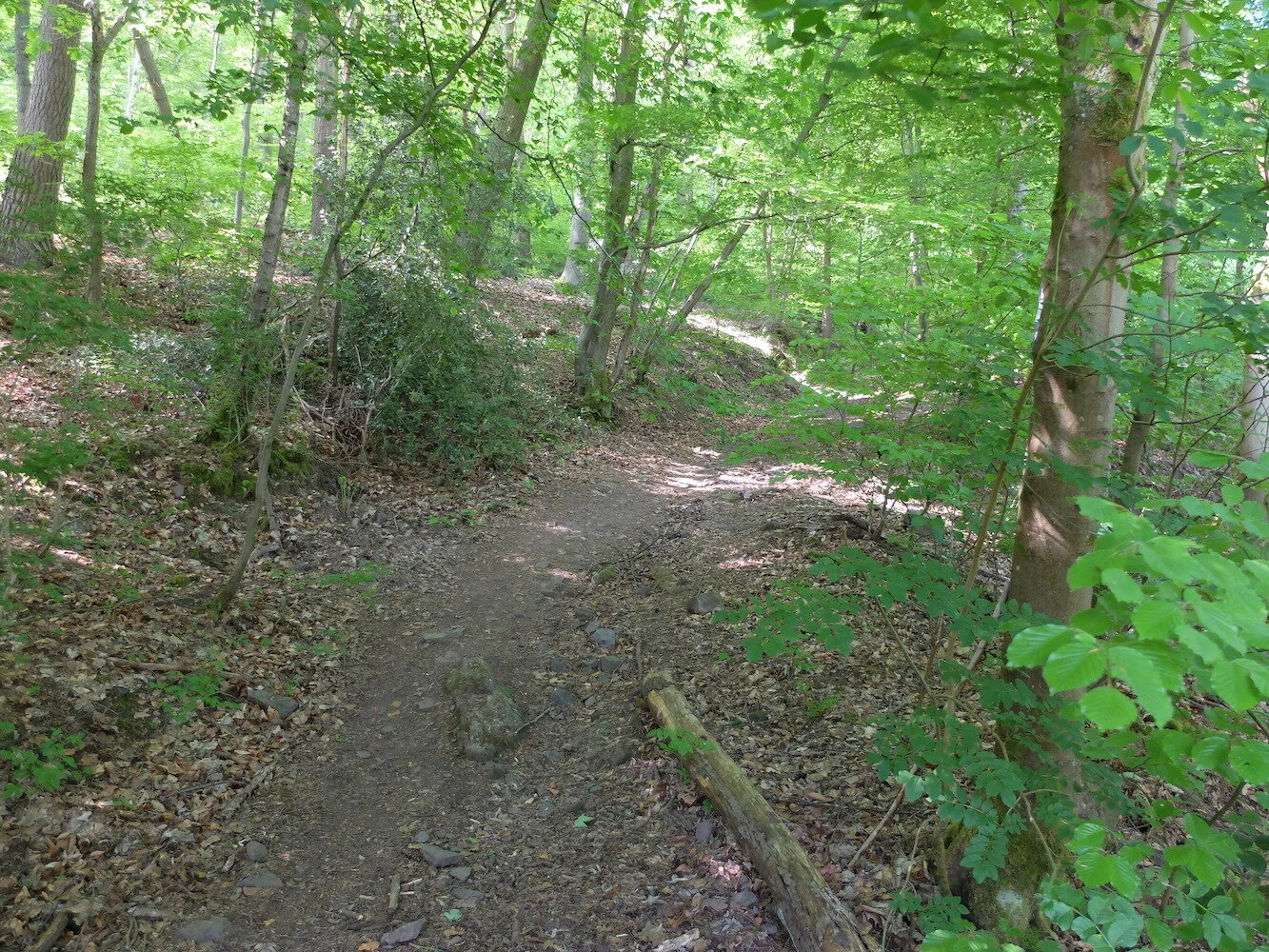 3 Bois de Colonster.JPG