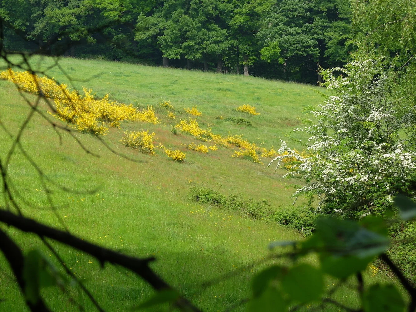 7 landes et prairies.JPG