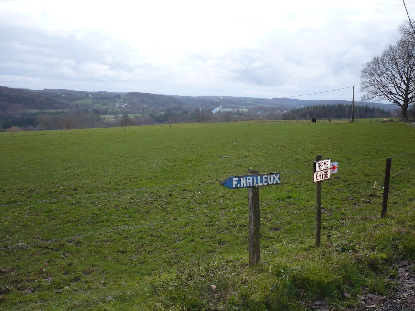 Tiges et xhavées.JPG