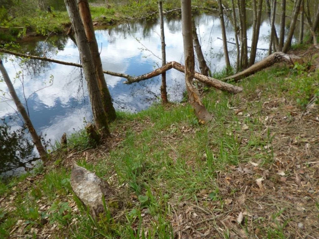 23-05-2021 plan d'eau du Bâleur et sa promenade (21).JPG