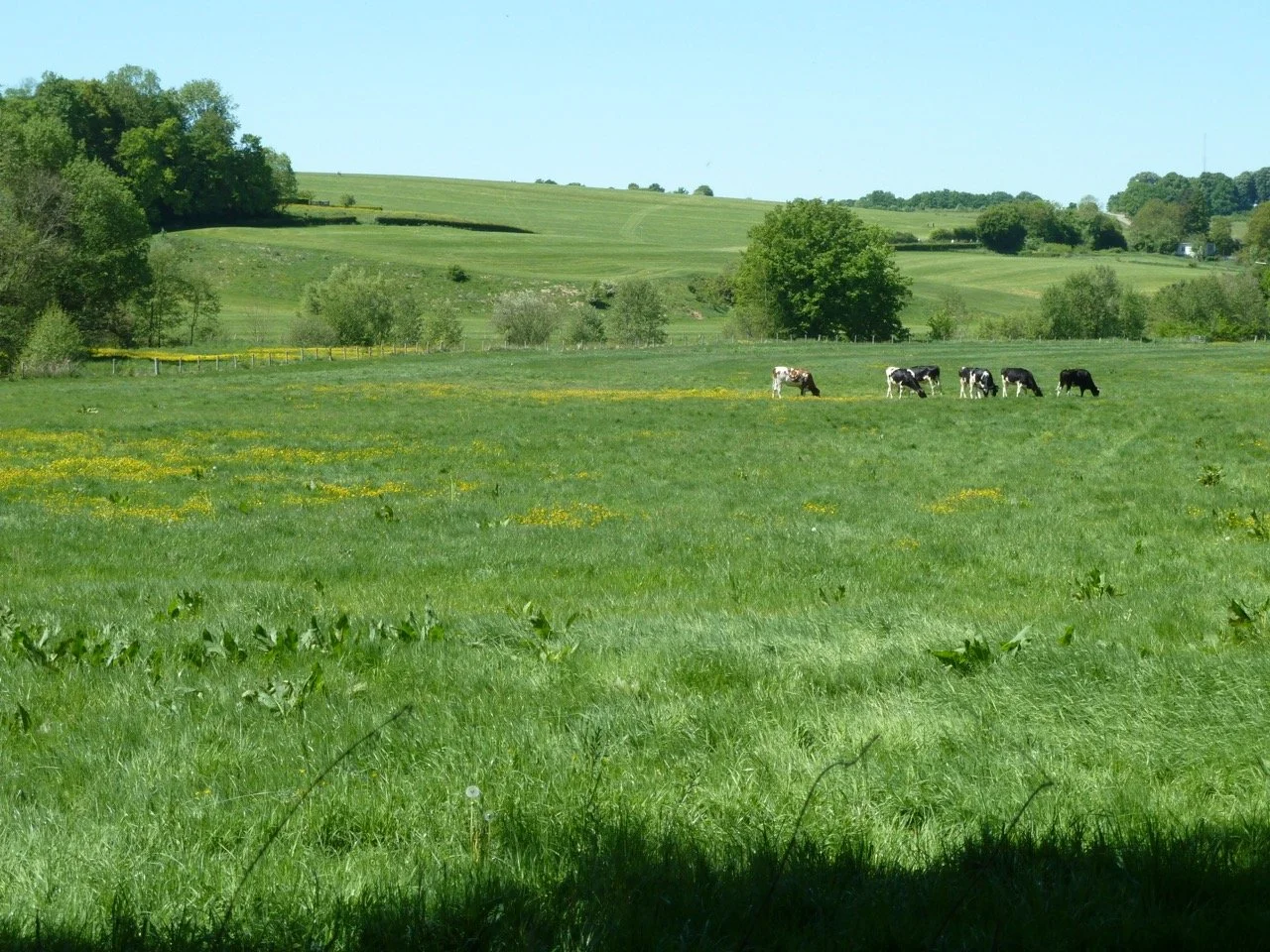 P1010912 - Grande.jpeg