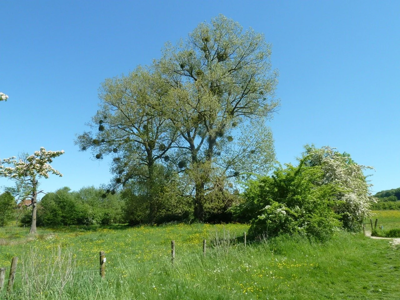 P1010919 - Grande.jpeg