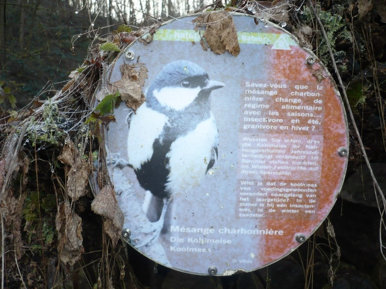 Découverte des oiseaux du terril - Grande.jpeg