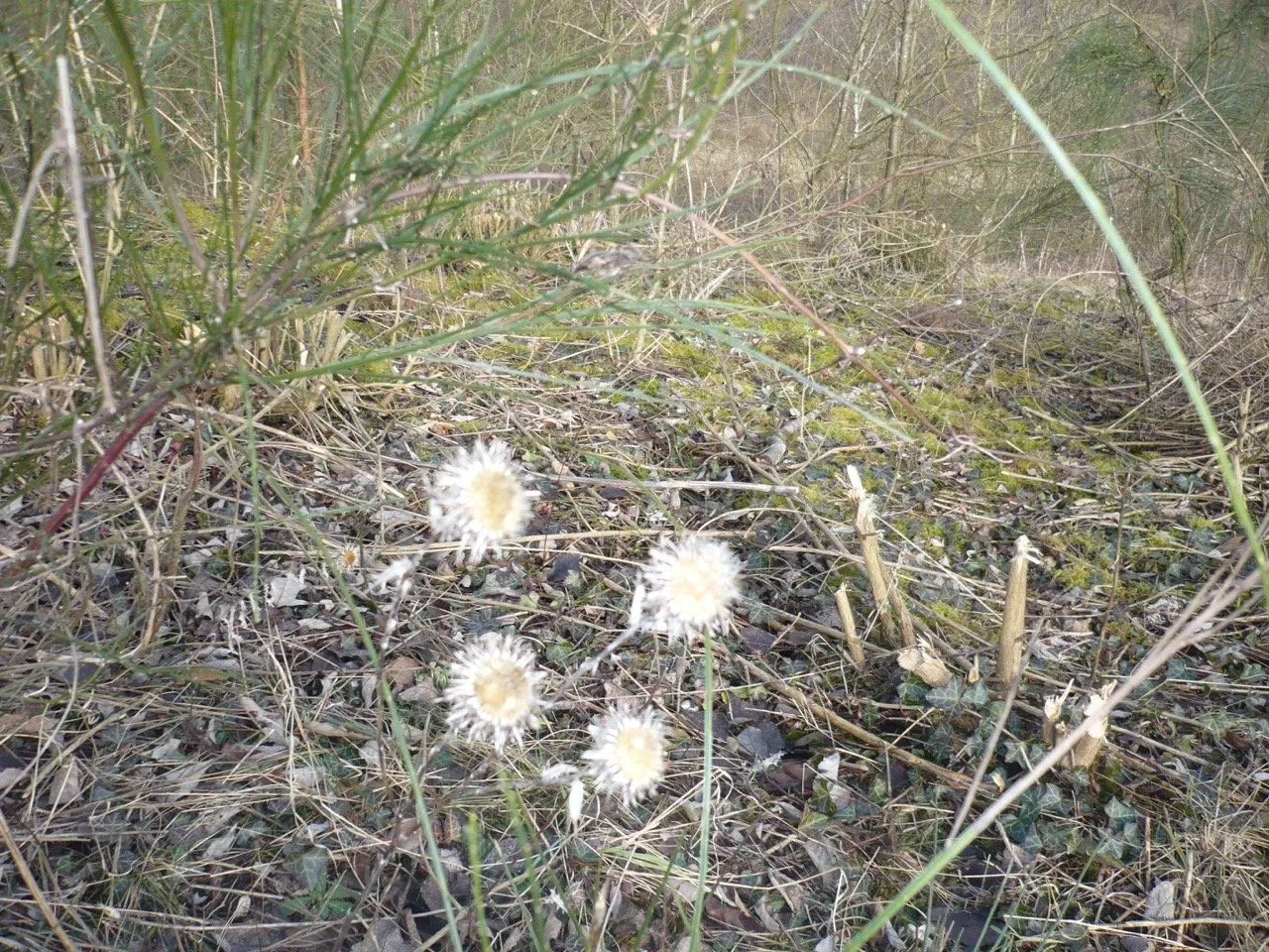 La rare carline - Grande.jpeg