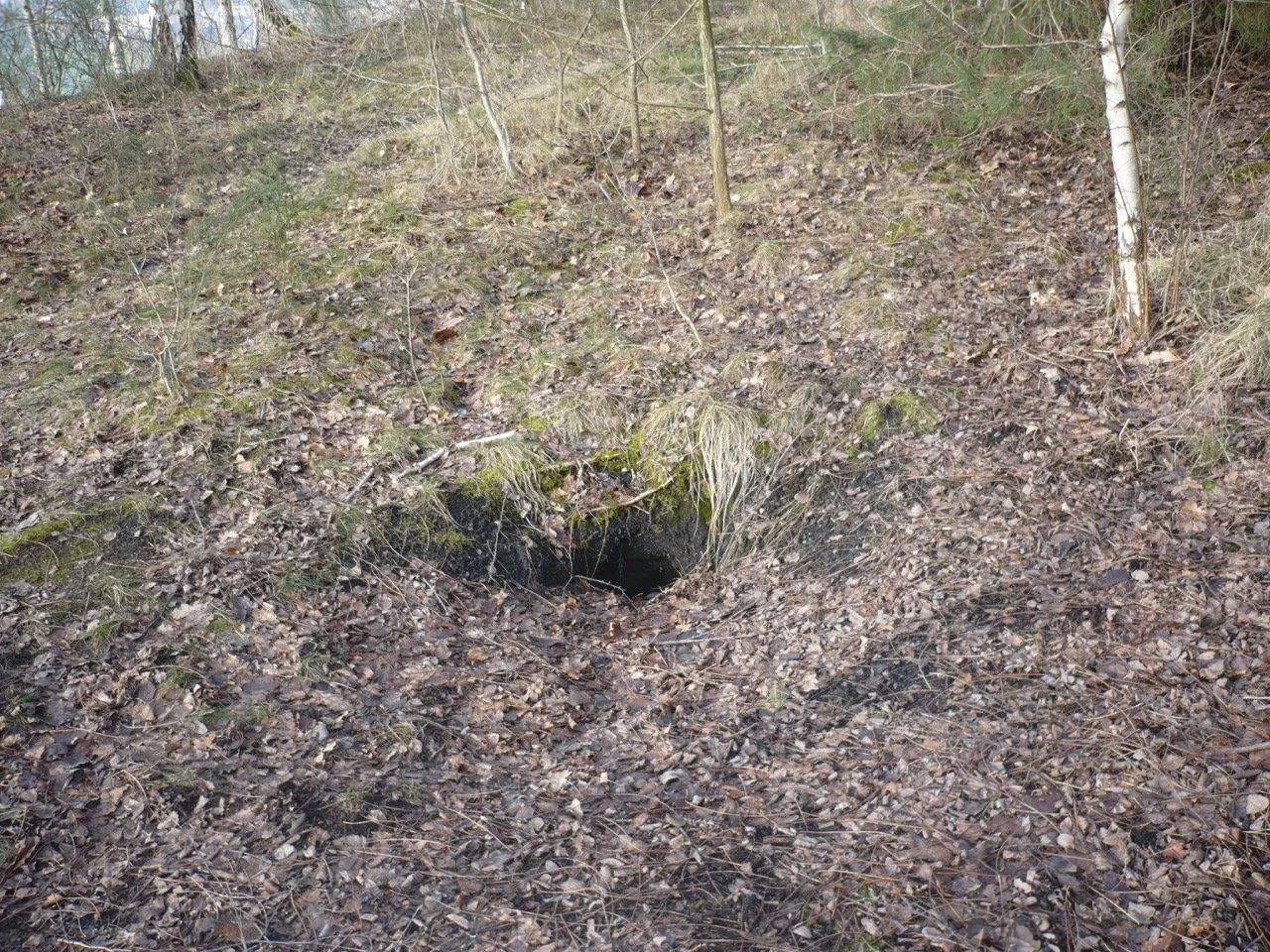 Terrier du renard - Grande.jpeg