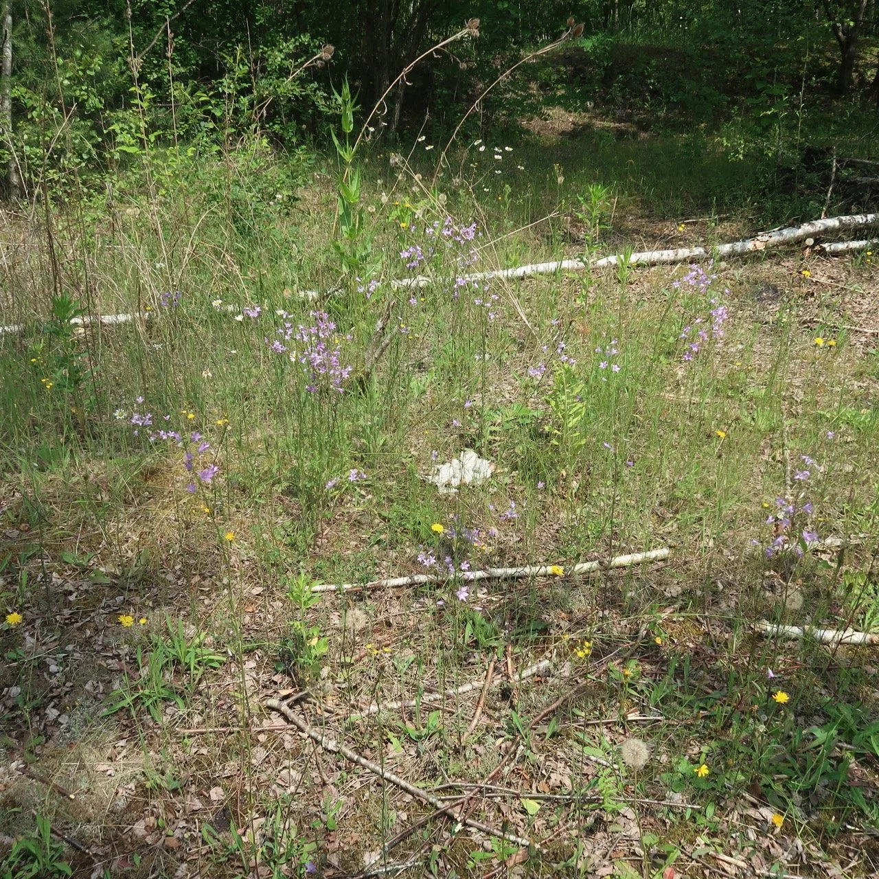 IMG 7492 - Grande.jpeg