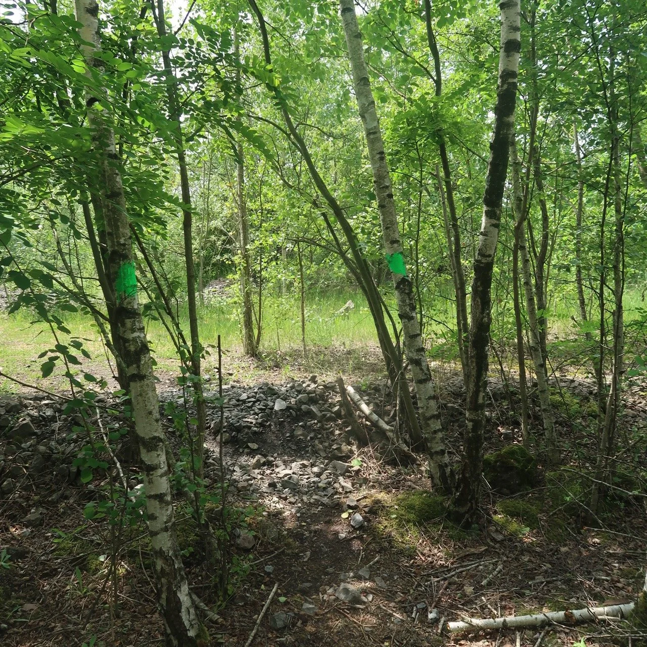 IMG 7489 - Grande.jpeg