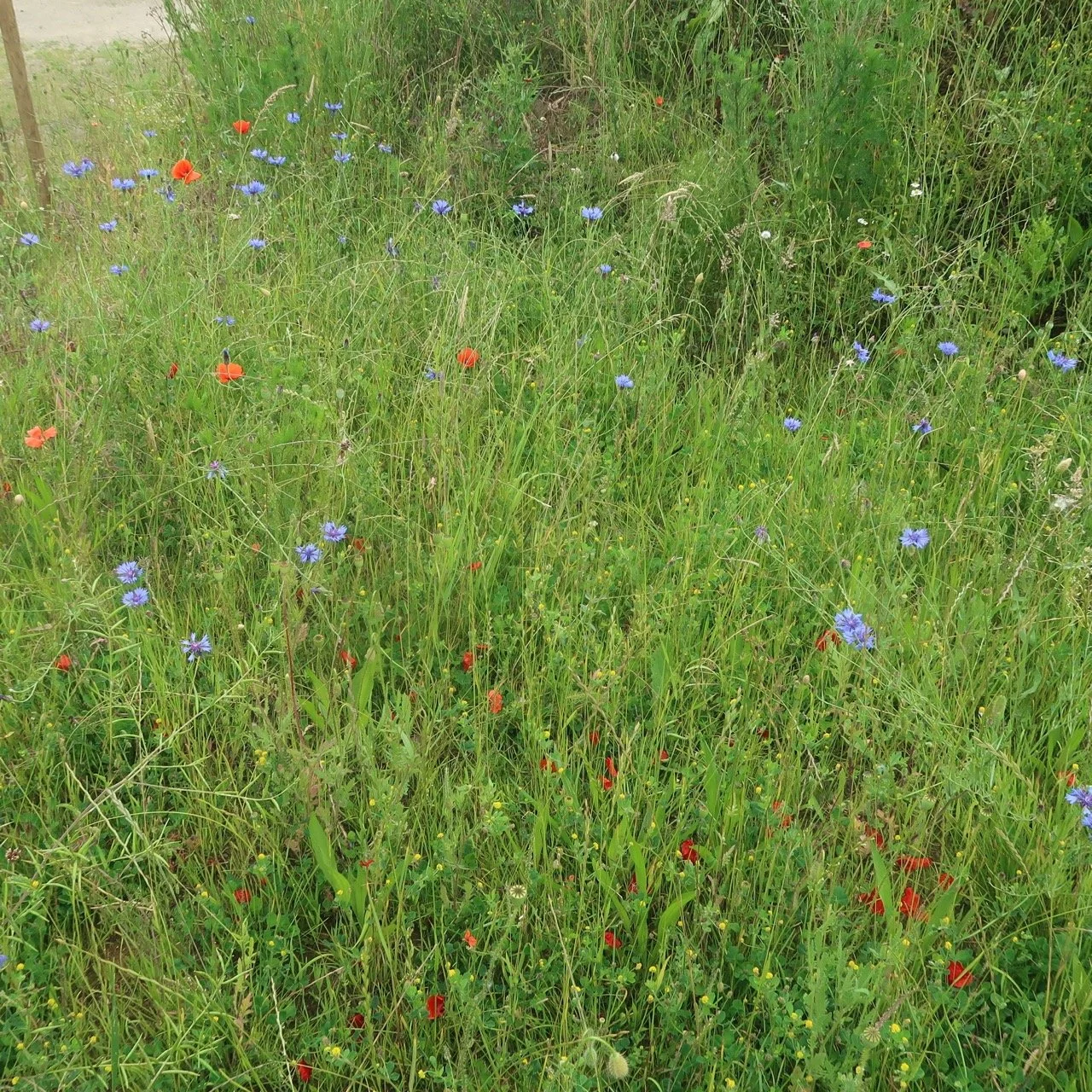 IMG 7499 from OneDrive - Grande.jpeg