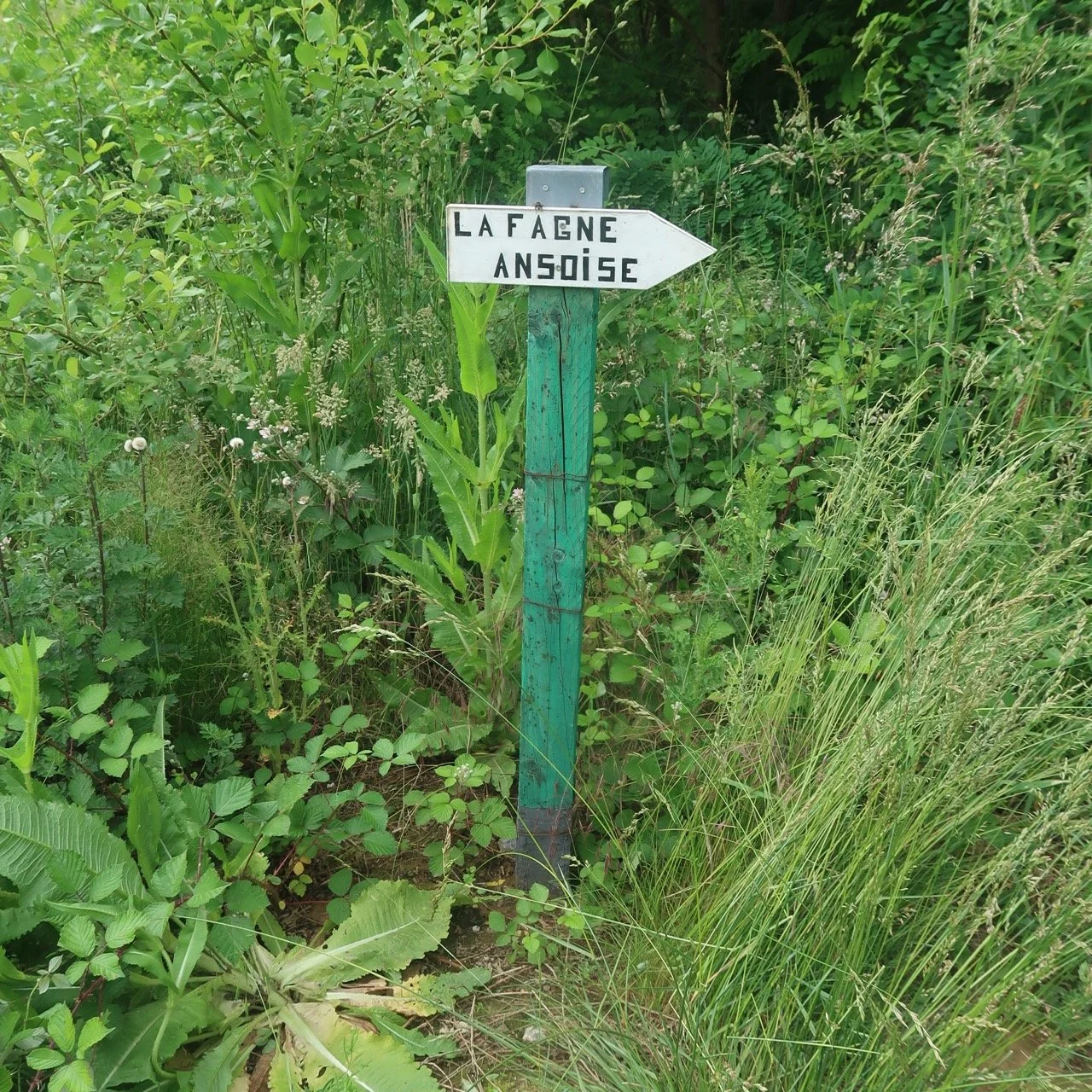 IMG 7484 - Grande.jpeg