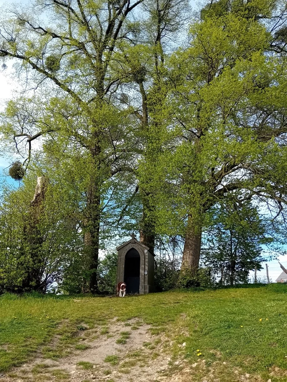 20250419_175316_resized - Grande.jpeg