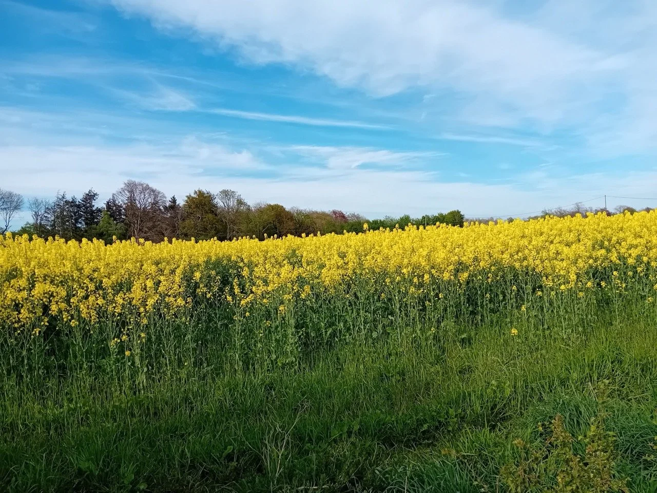 20250419_174714_resized - Grande.jpeg