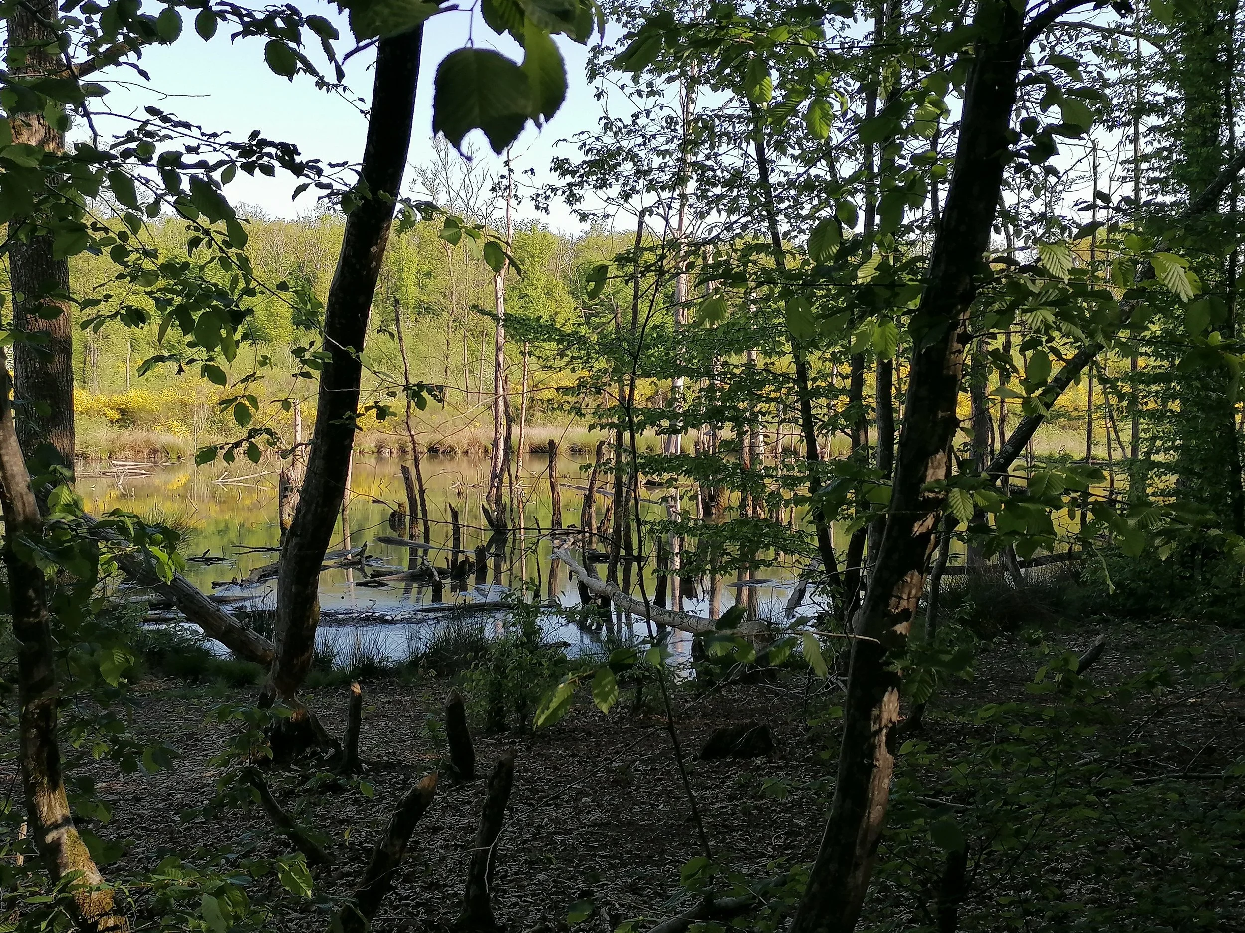 IMG_20250509_092911.jpeg