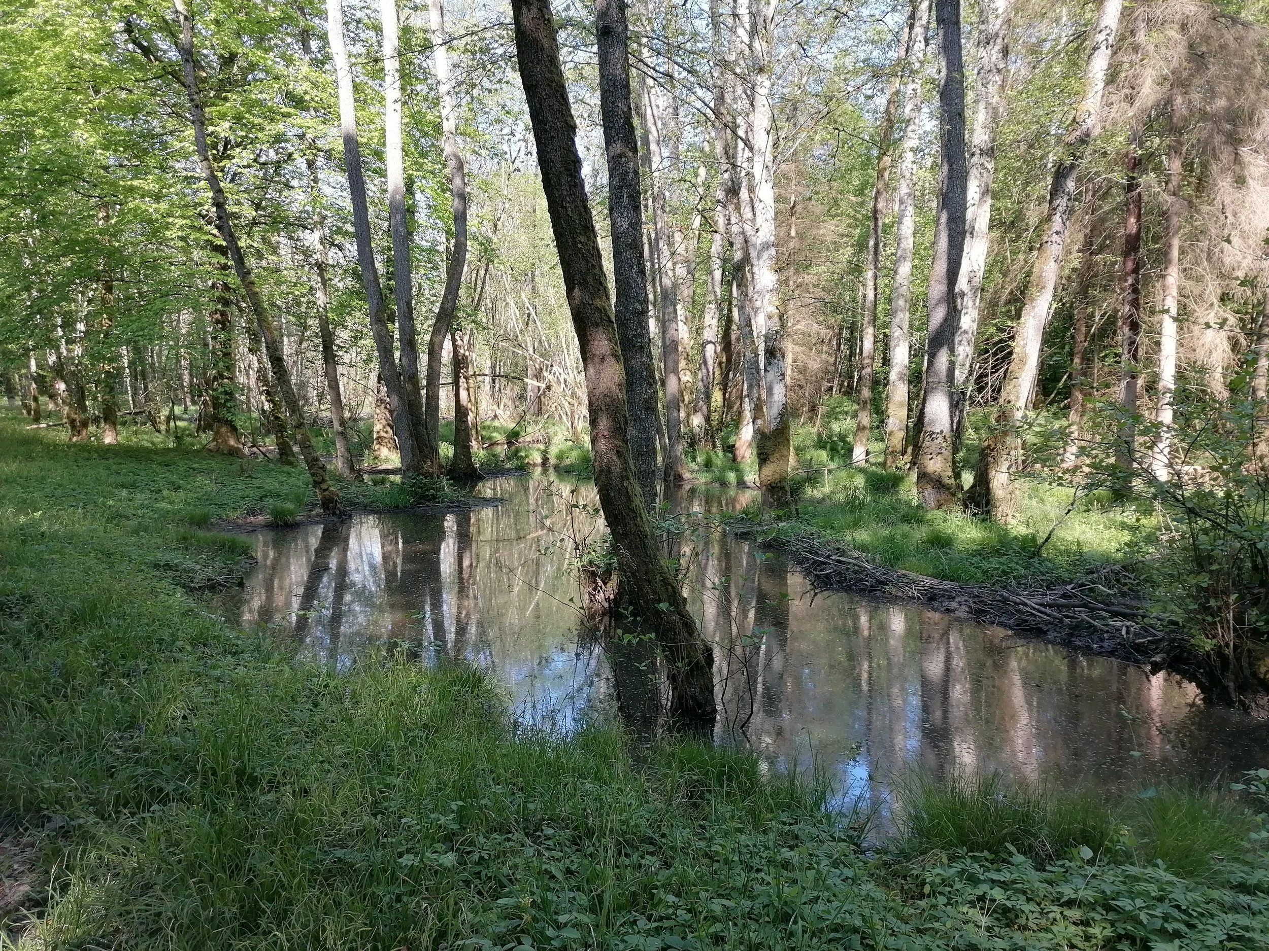 IMG_20250509_094517.jpeg