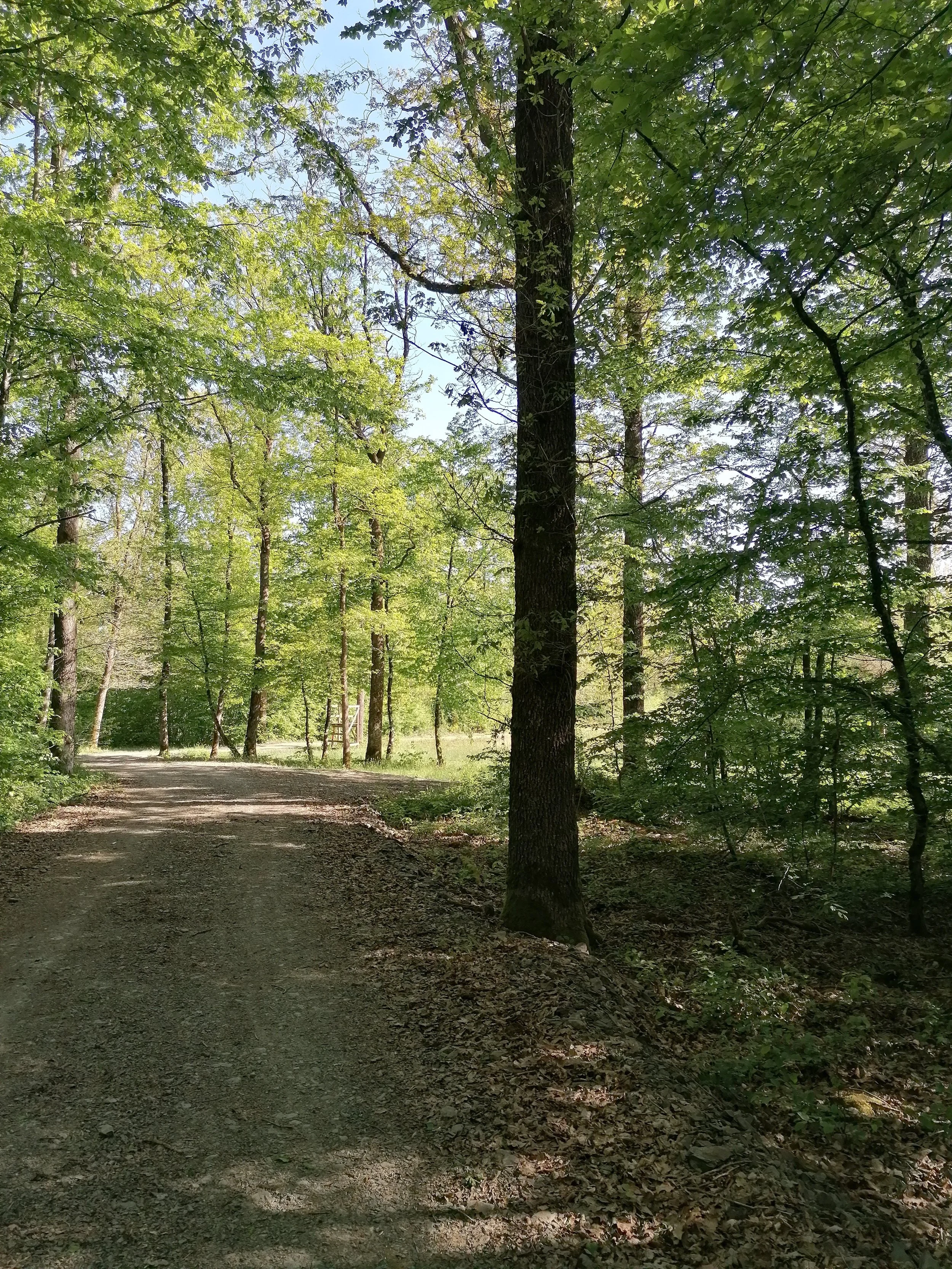 IMG_20250509_095436.jpeg