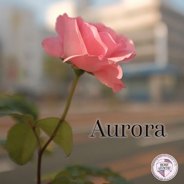 How do you #shakitoff the #quarantineandchill? Read Aurora...#keepcalmandquarantine #rose #flowerpower #CoroUnity #weekendvibes #weekendvibes #coronamemes #linkinbio #staysafe #linkinbio #roseattache🌷💼🌹special shout-out to my fave #pickmeup #flowe