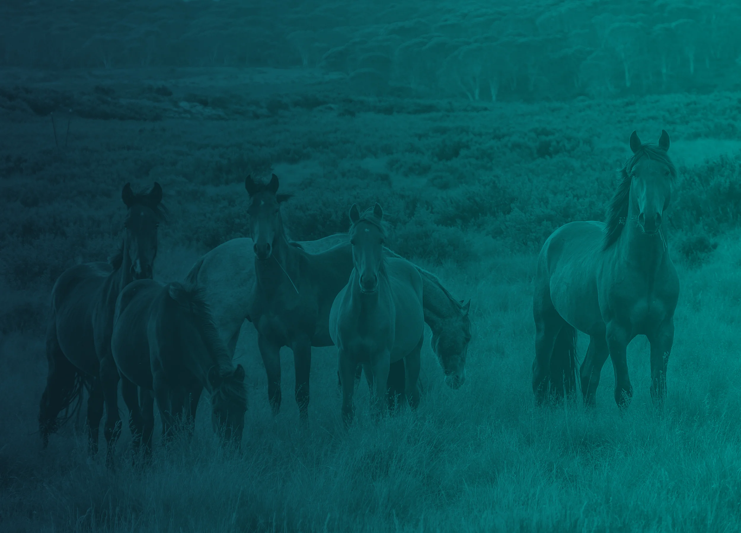 header6.jpg