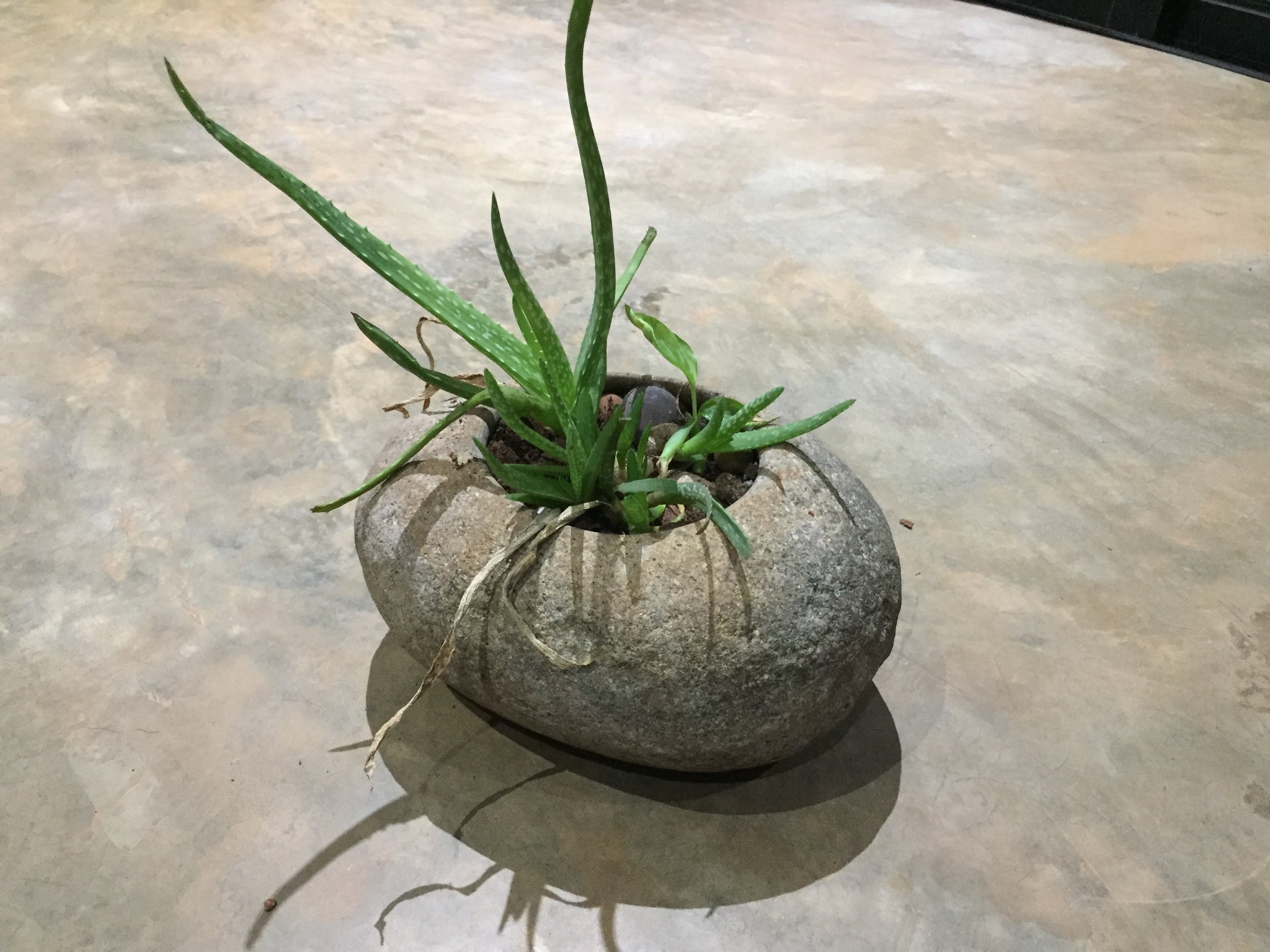 flowers pot stone mineral