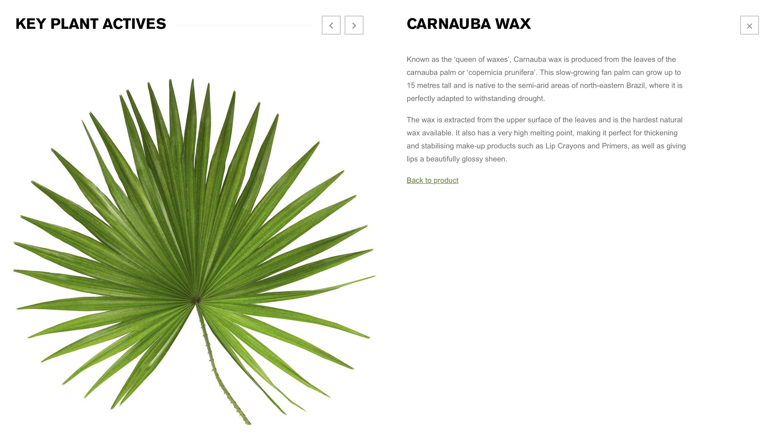 Green People: Carnuba Wax Description