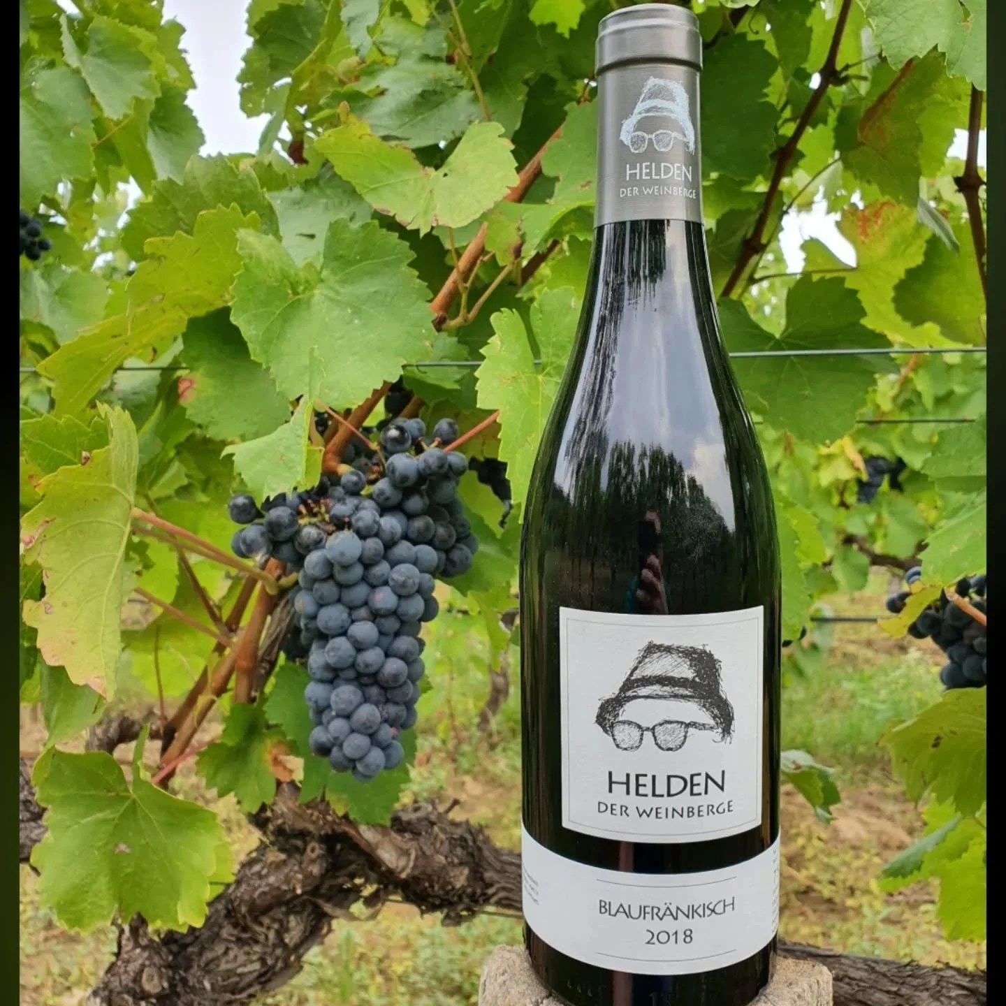 #heldenweingehtumdiewelt #heldenweingoesaroundtheworld
#week383, Traiskirchen, Austria
. 
#heldenderweinberge #helden #wein #wine #austrianwine #weinaus&ouml;sterreich #leithaberg #hochberg #thermenregion #ros&eacute; #neuburger #chardonnay #gemischt