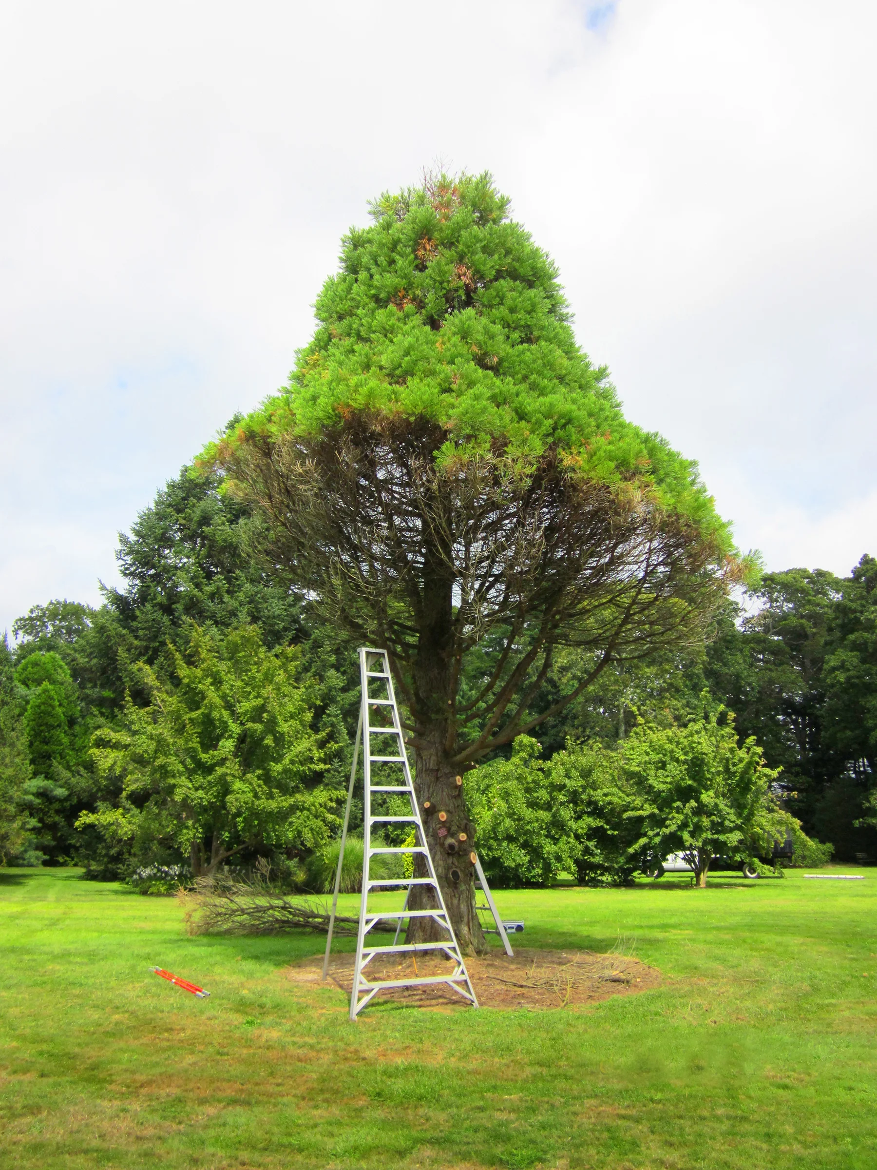 _Dryad Tree and Shrub Diagnostics_Bayard Cutting Arboretum_Sequioadendron Gigantum.jpg