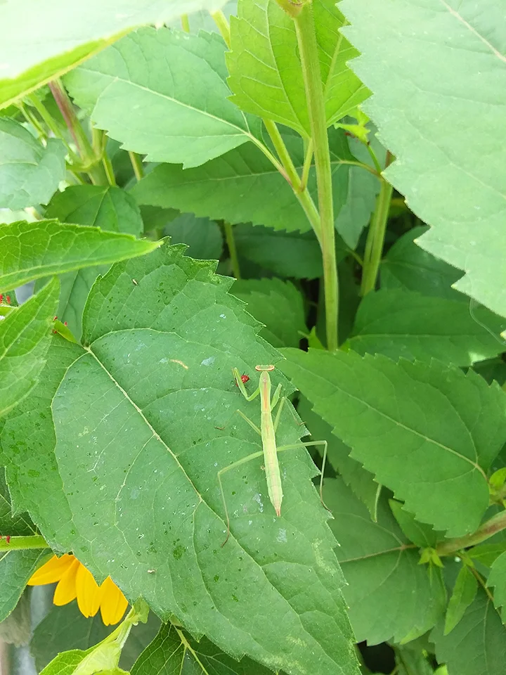 Dryad Tree and Shrub Diagnostics_Praying Mantis.jpg