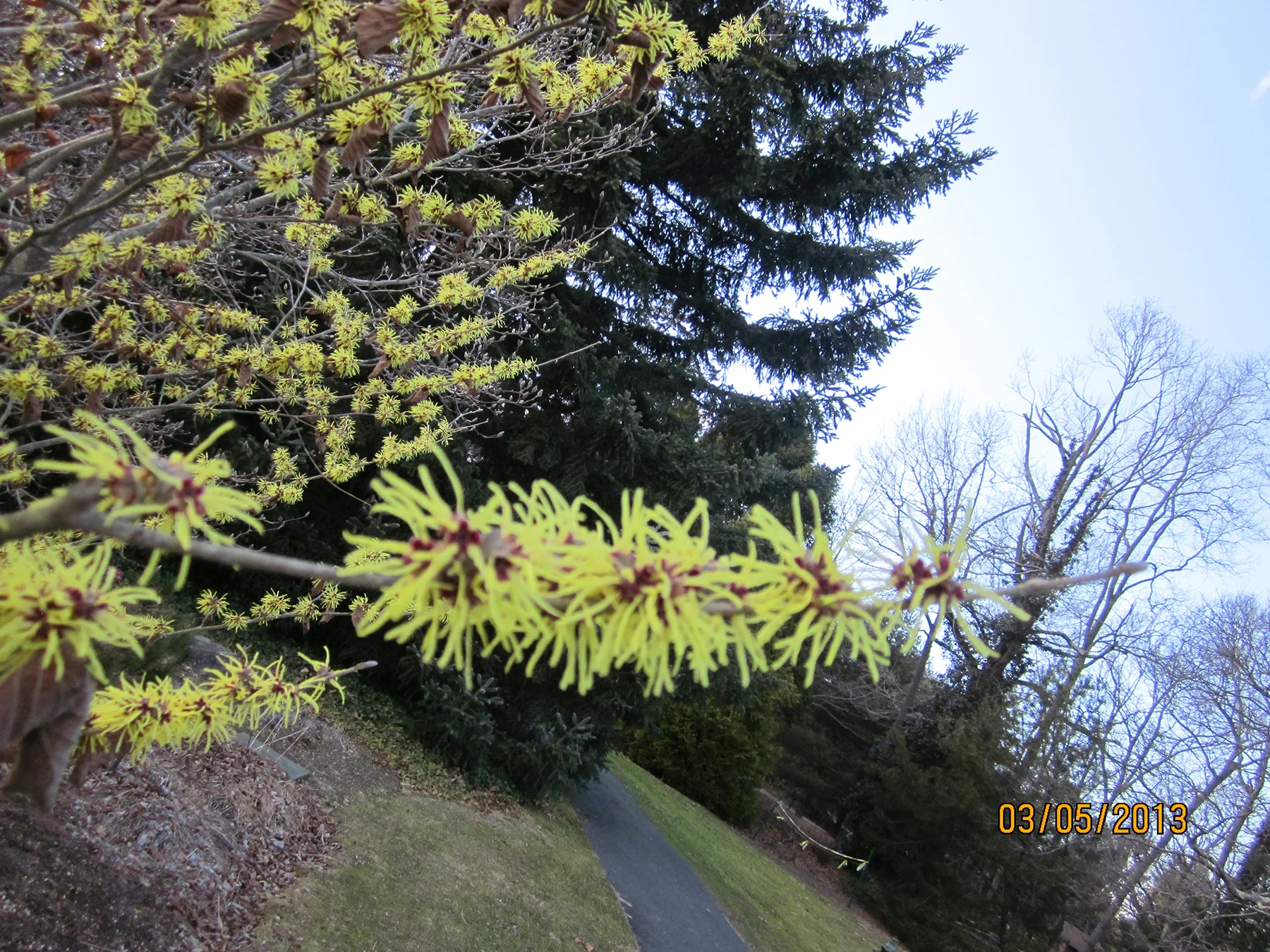 Bayard Cutting Arboretum.jpg