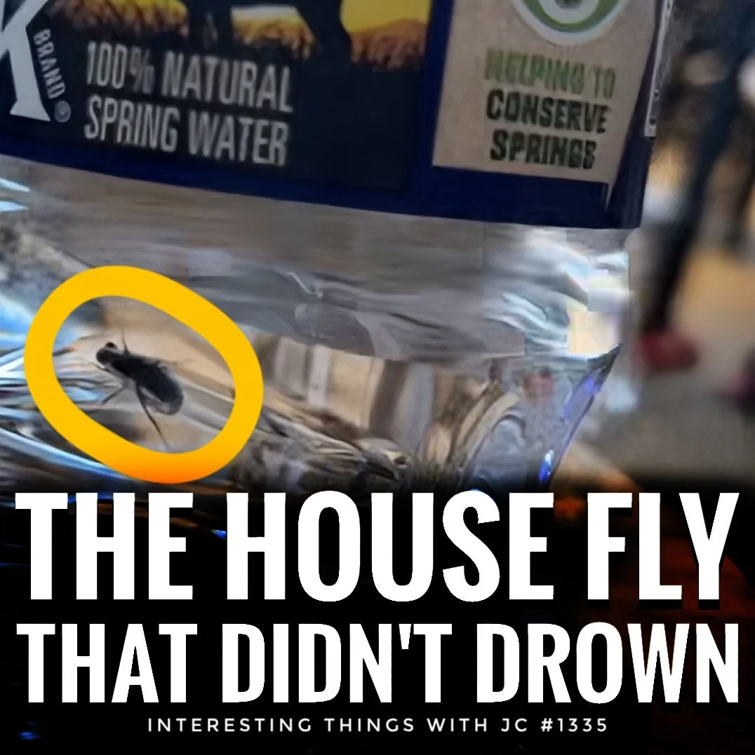 1335: "The Housefly That Didn't Drown"