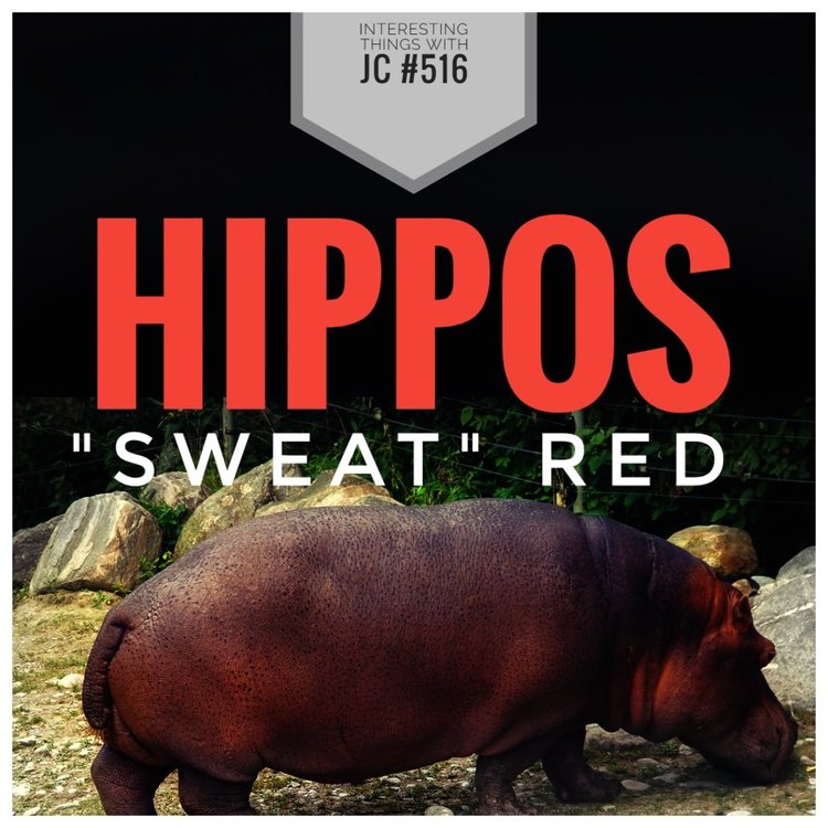 Aja ordlyd lys s 516: "Hippos Sweat Red" — JC