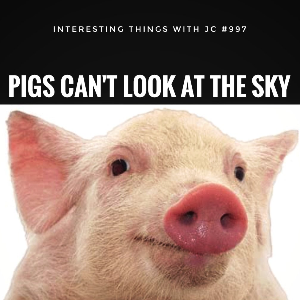 997: "Pigs can't look at the Sky"