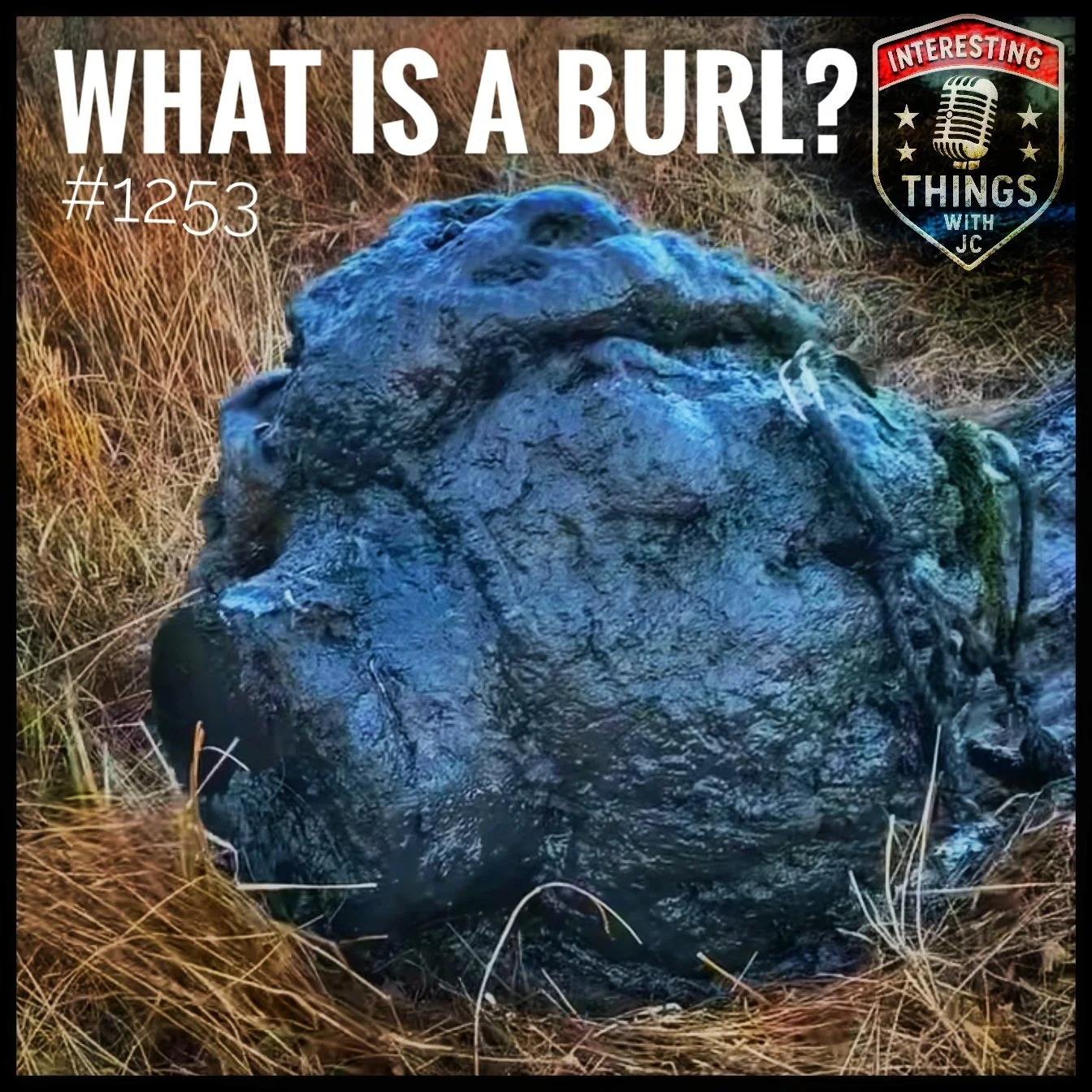 1253: "What is a Burl?"