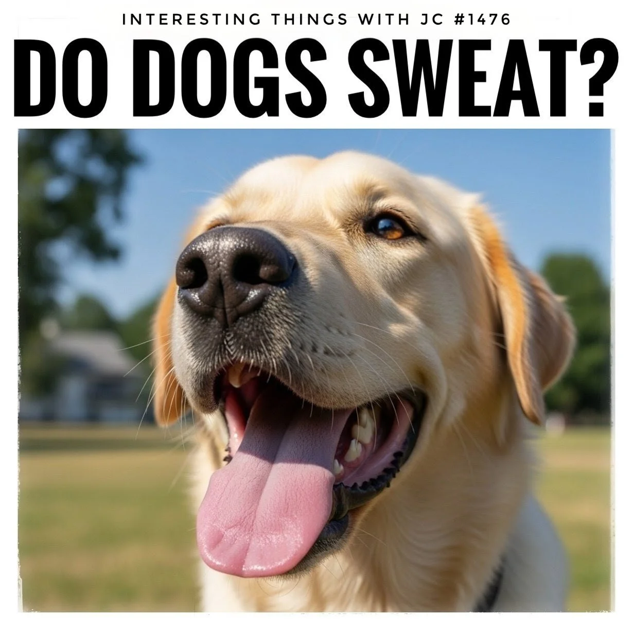 1476: "Do Dogs Sweat?"