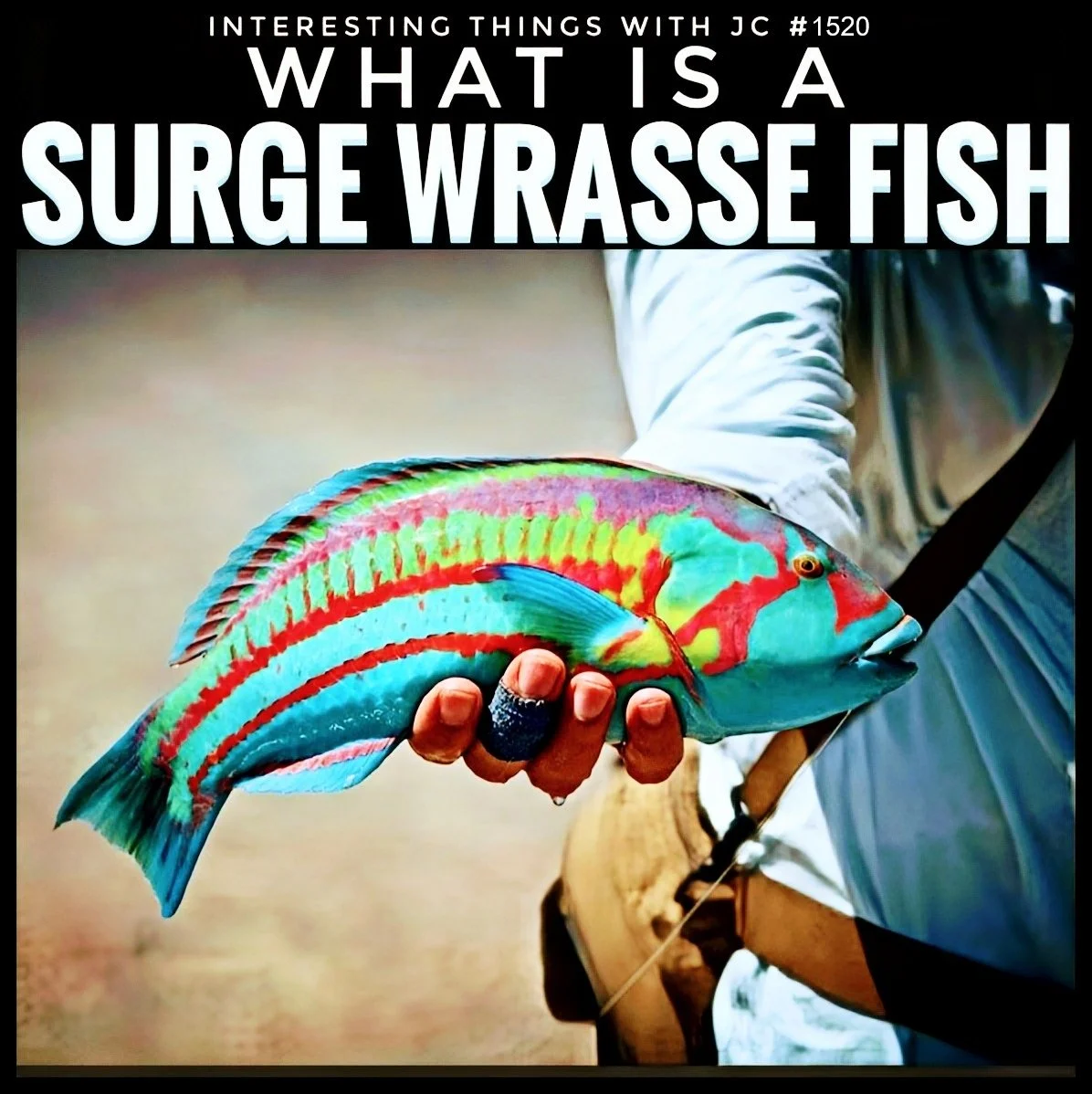 1520: "What is a Surge Wrasse Fish?"
